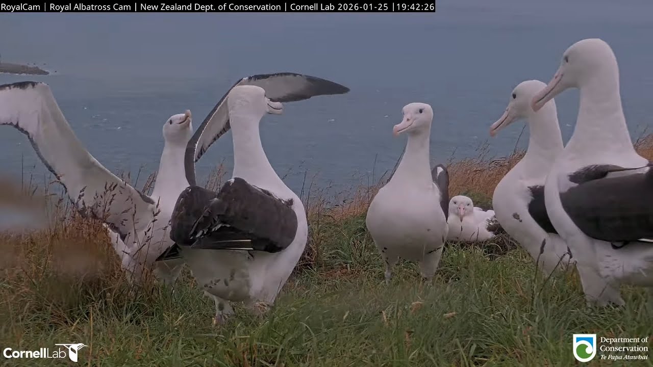 26.01.25 Royal Albatross Cam - 熱鬧的傍晚聚會 A Lively Evening Gathering, Ending with Preening