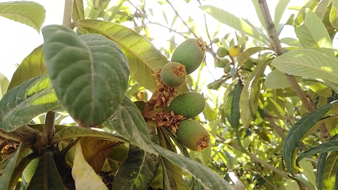 Apricot fruit ripening on tree in March