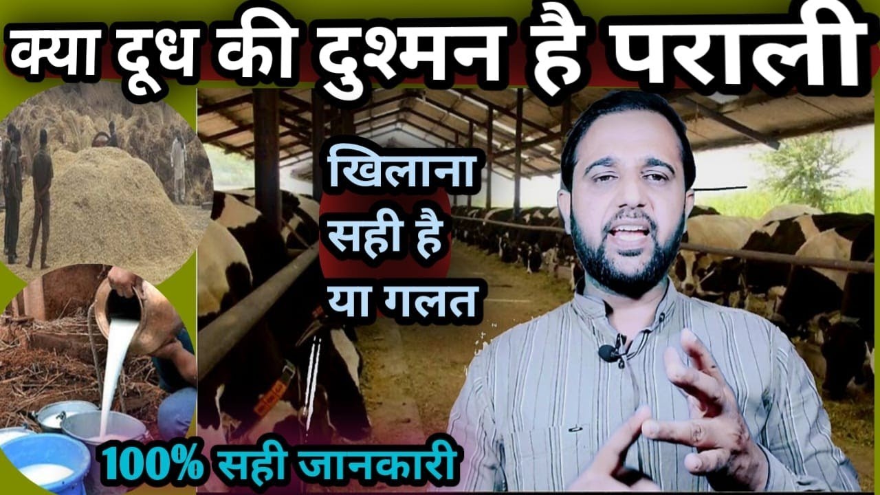 👉क्या दूध की दुश्मन है पराली?||पशुओं को खिलाना सही है या गलत/100% सही जानकारी||Parali Se Milk 📈