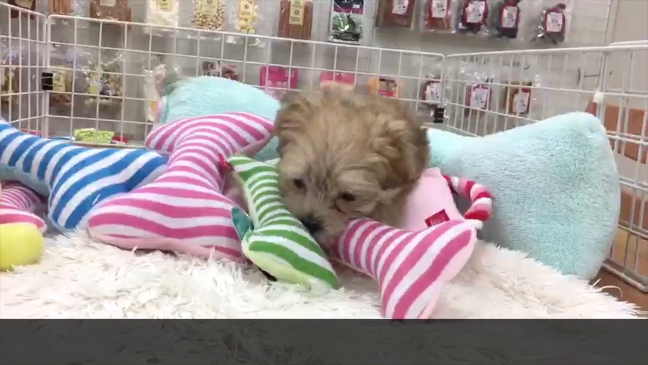 【マルキー（MIX）】マルチーズとヨーキーが両親のゲキカワマルキーちゃん！
