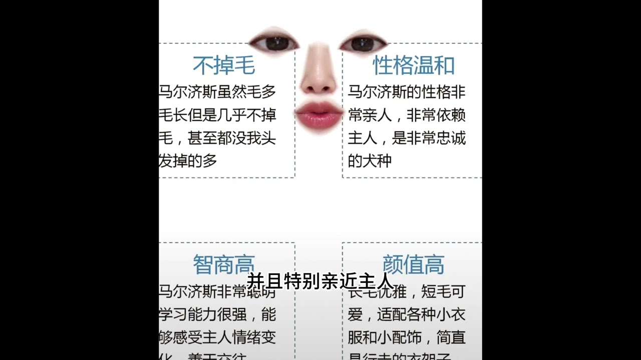 云鹿-狗狗代表喜欢男友类型