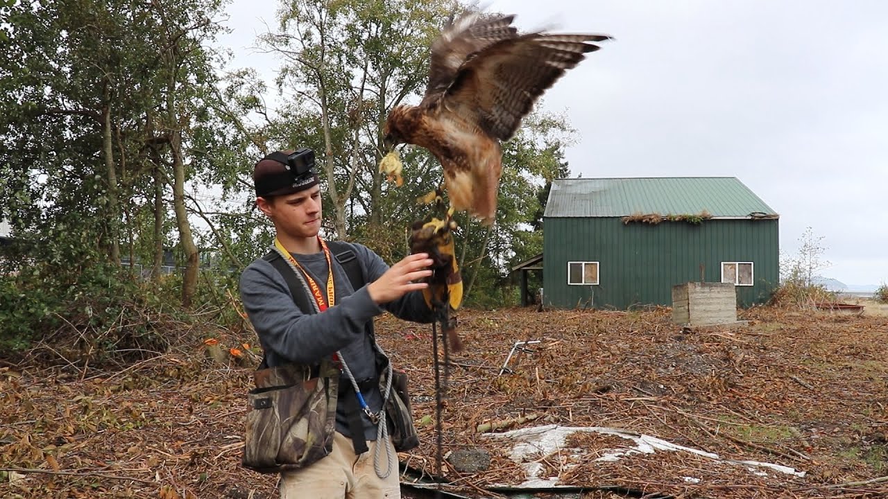 Hunting With My Redtail Hawk