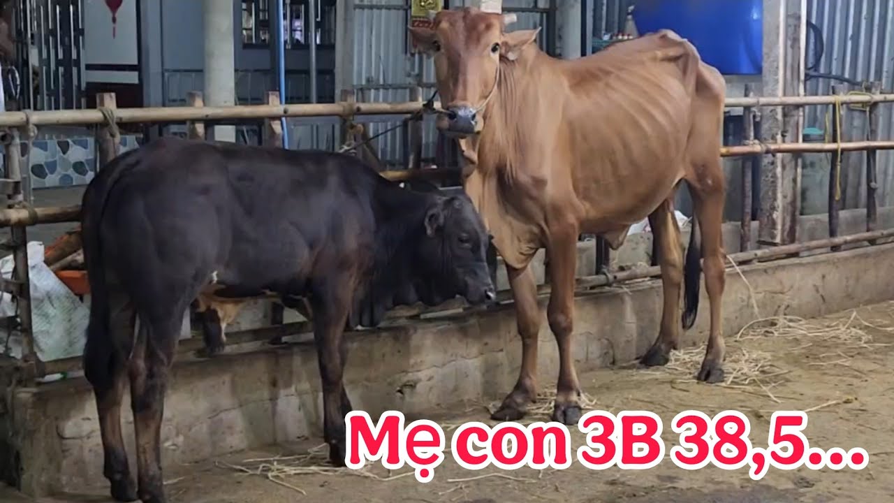 26/02 mẹ đực 3B 38,5 _ Trại Bò Thành Trung