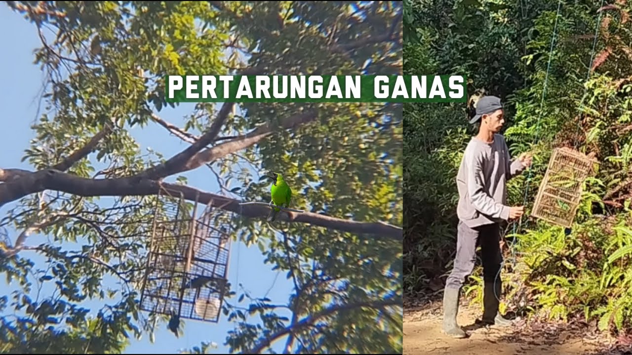 MIKAT CUCAK IJO PASANG SANGKAR JEBAK OTOMATIS