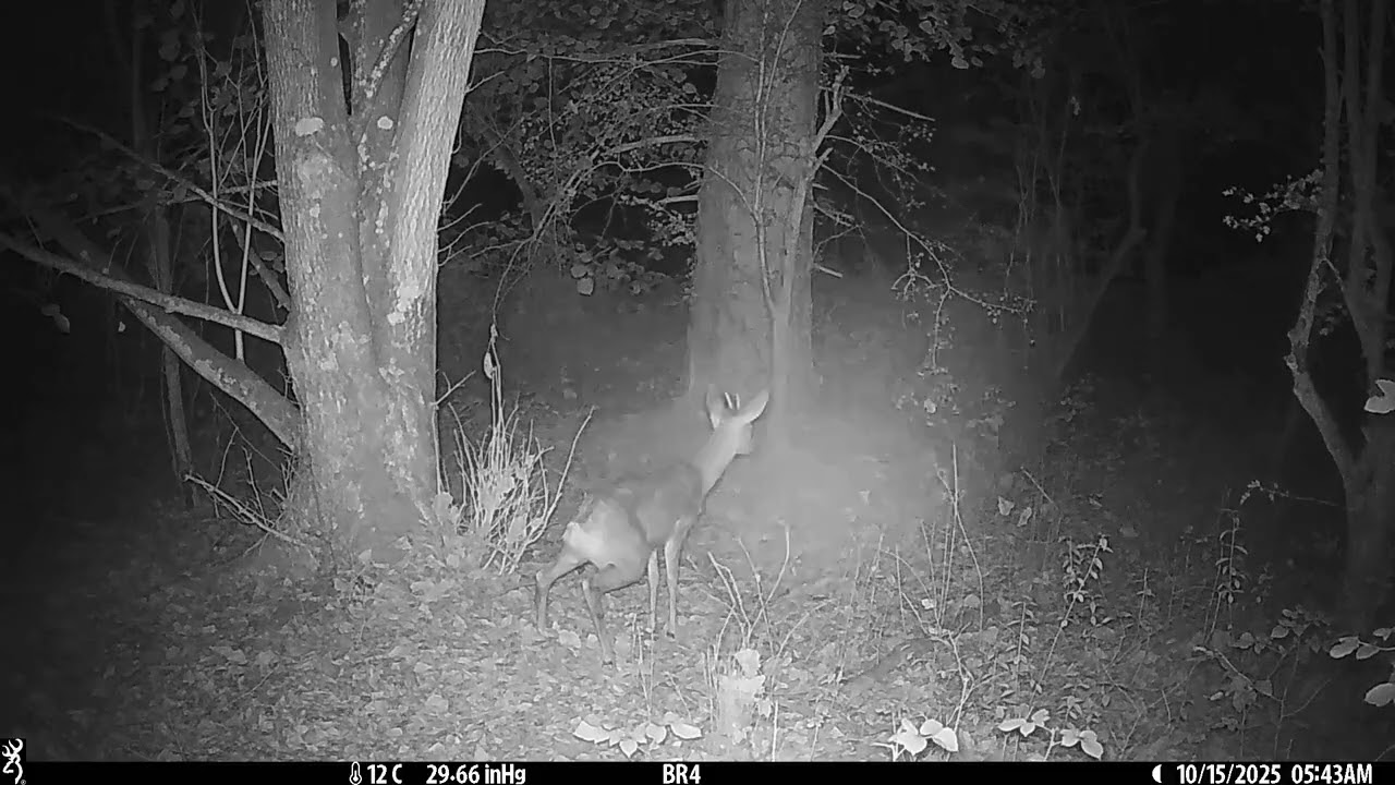 Piège photo automne 2025 réserve Wallonne