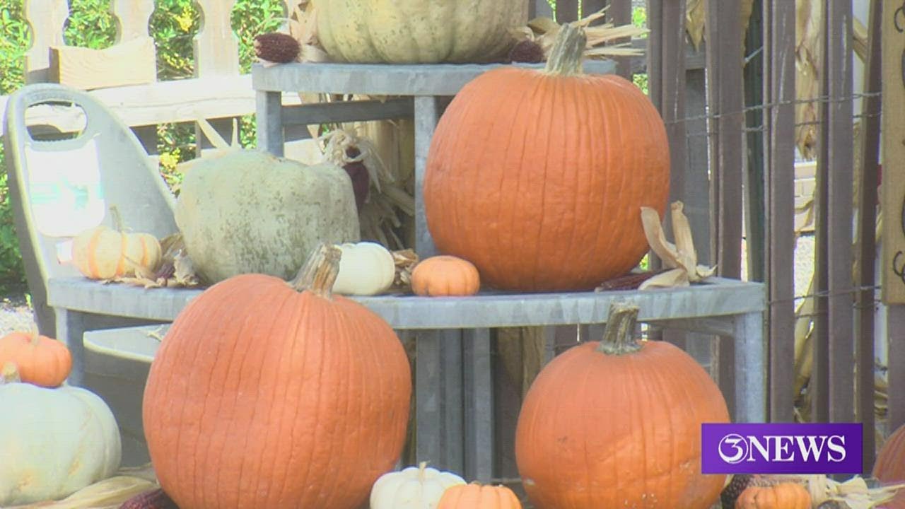 Rockin K Farms feeling impact of inflation on pumpkins