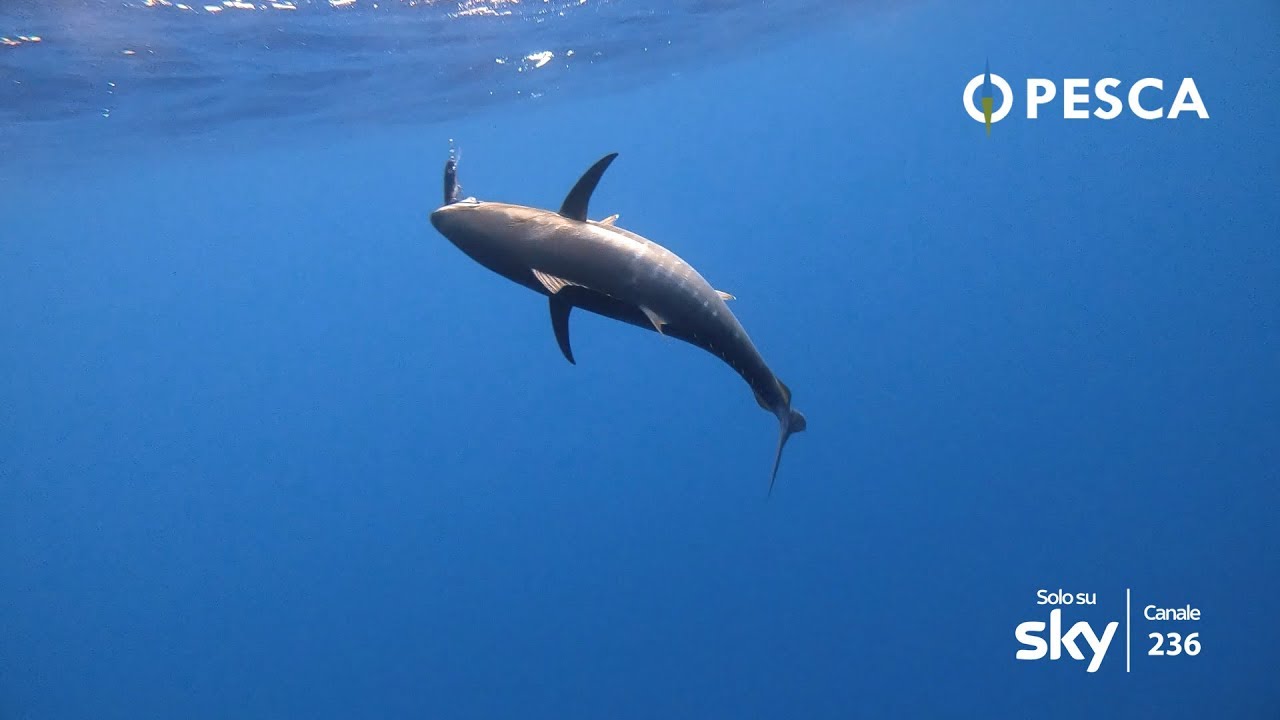 Traina d'Altura in Liguria insieme a Maurizio Bongini e Andrea Capurro