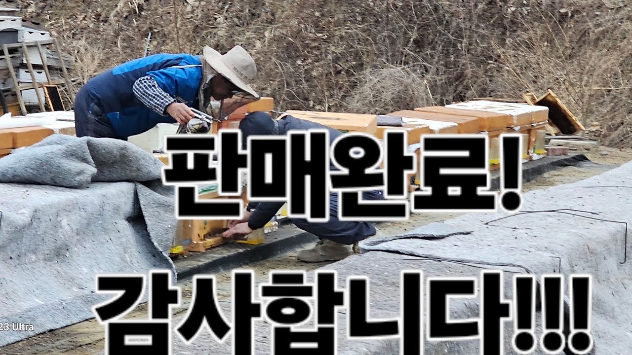 판매완료!!! 감사합니다!!!!곧 5매벌 소개하겠습니다#종봉분양#종봉판매#꿀벌판매#벌사세요#6매꿀벌#5매꿀벌#봉판좋아요#경북의성