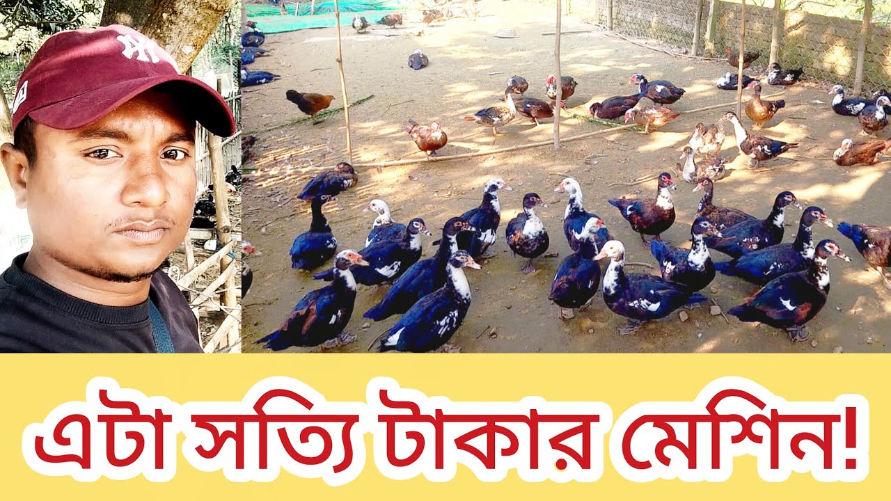 চিনা হাঁস পালন পদ্ধতি |china has palon | নবীনদের জন্য সম্পূর্ণ গাইড|Muscovy Duck Farming Bangladesh