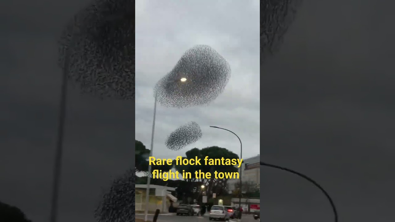 #flockpower #storm #amazing #youtubeshorts #likeandsubscribe #follow #life #birds