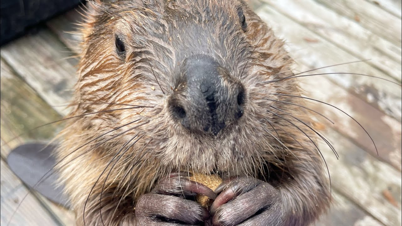 Happy snacking beavers