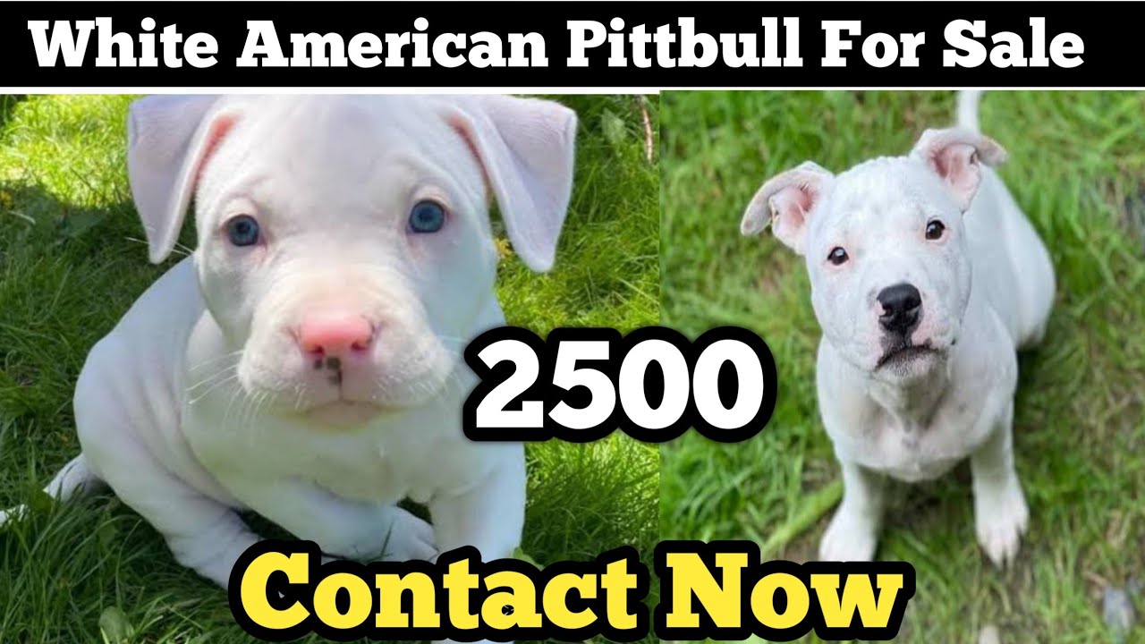CHEAPEST DOG MARKET STARTING PRICE 2500, Shih Tzu, Pittbull,Golden Retriever, Labrador, Beagle