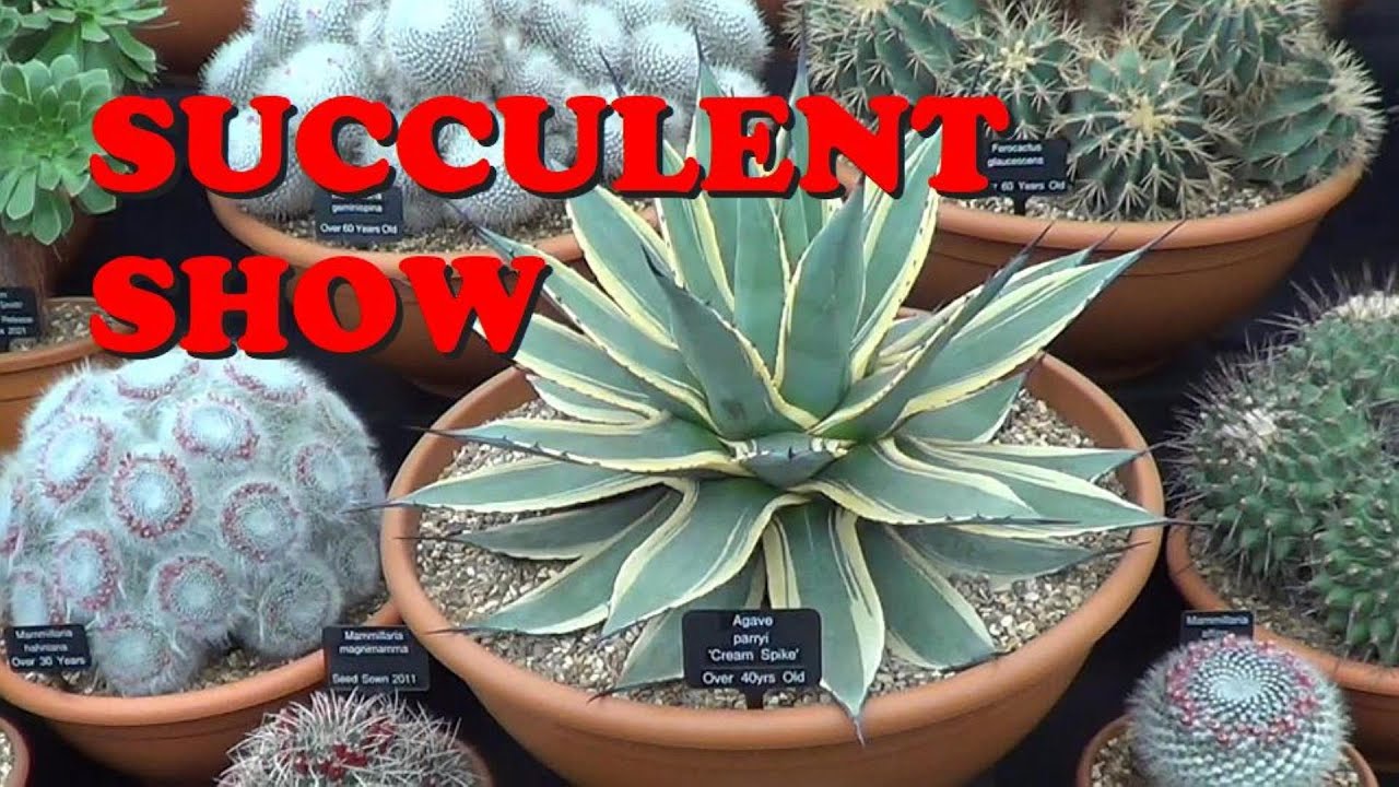 The Plant Traveller: Succulent Show  #london