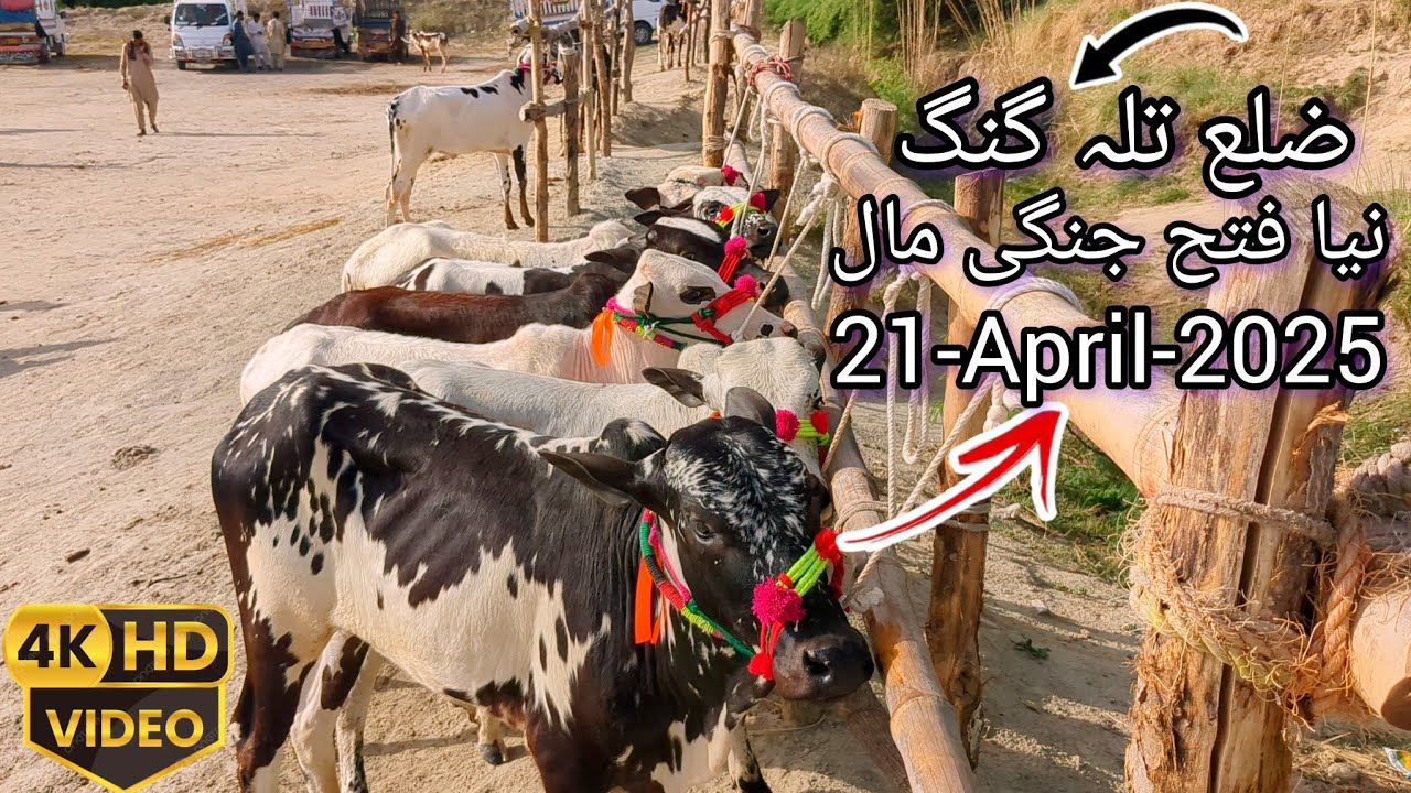 Cow Mandi Talagang | Fateh Jang Bulls | Mandi Talagang 14-April-2025 #viralvideo #mandi #cow #bull