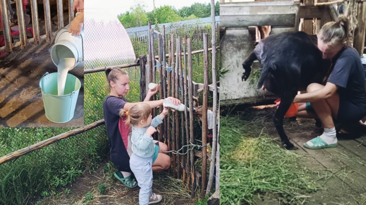 Доим козу и корову одновременно. На хозяйстве с ребёнком.