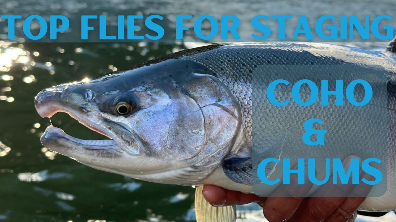 Top Staging Coho & Chum Flies For Lockjaw/Waiting Period Salmon