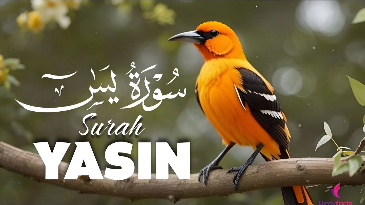 Surah Yaseen {سورة يس} Full Recitation | Beautiful & Heart-Touching Tilawah by Mahmoud Ghoraba