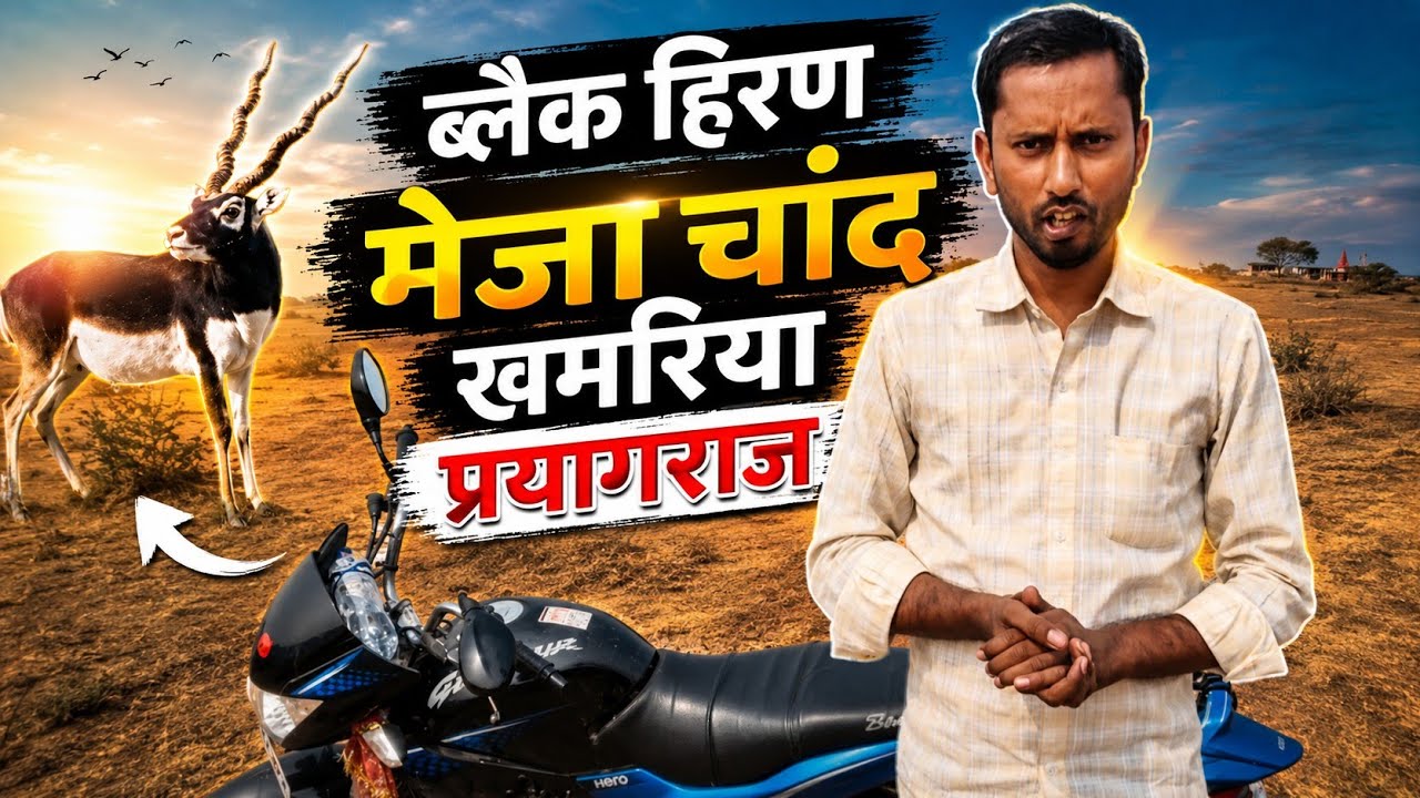 ब्लैक हिरण। मेजा चांद खमरिया प्रयागराज#viralblog#manojdey 