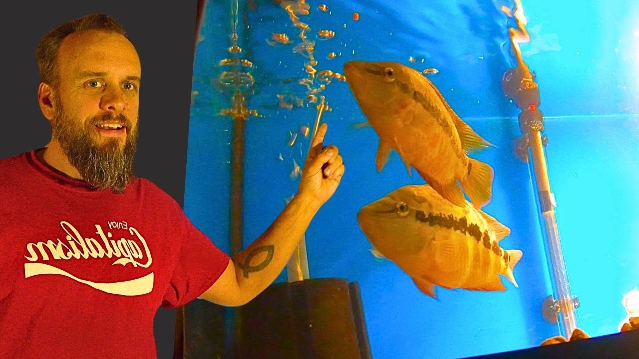 Salvini Cichlids in a 40 Gallon Breeder?