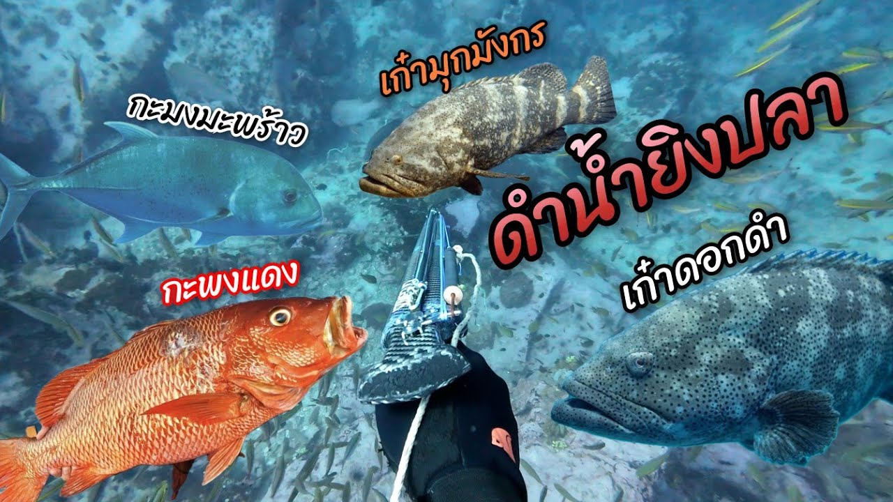 ดำน้ำยิงปลา น้ำลึกๆ ใสๆ โคตรอันตราย แต่ปลาเยอะมากกก