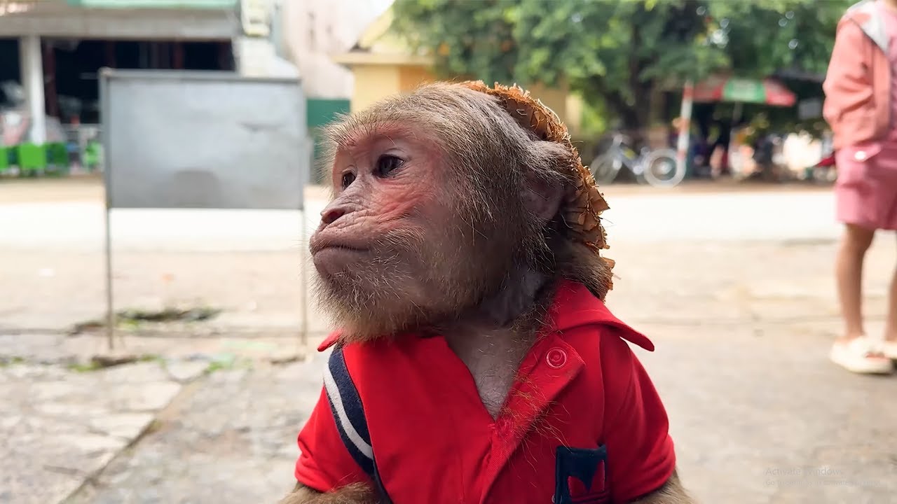 2025's Most Adorable Monkey Moments You Can&rsquo;t Stop Watching🥰🙉