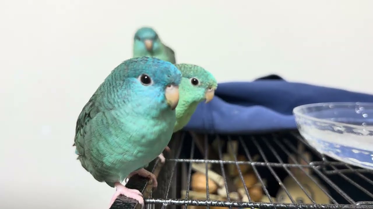 オカメさんが出てこないー！