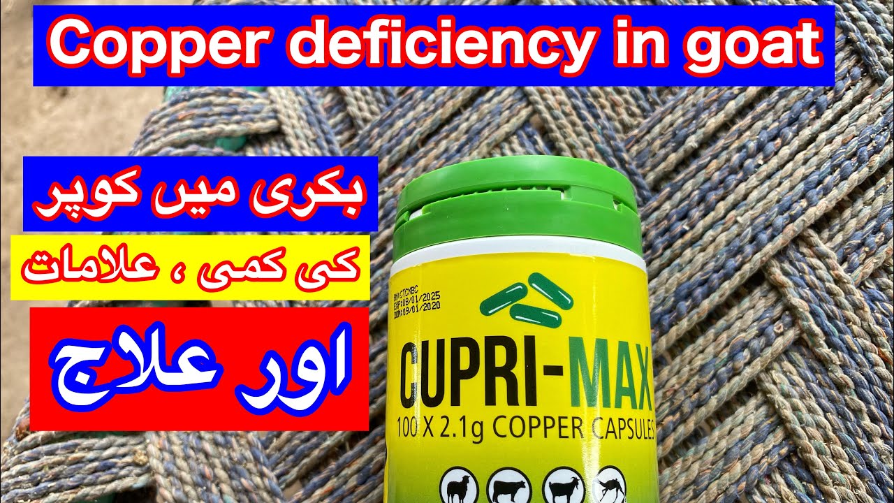 Copper deficiency in Goat - Copper capsul for goats -بکری میں کوپر کی کمی ، علامات اور علاج