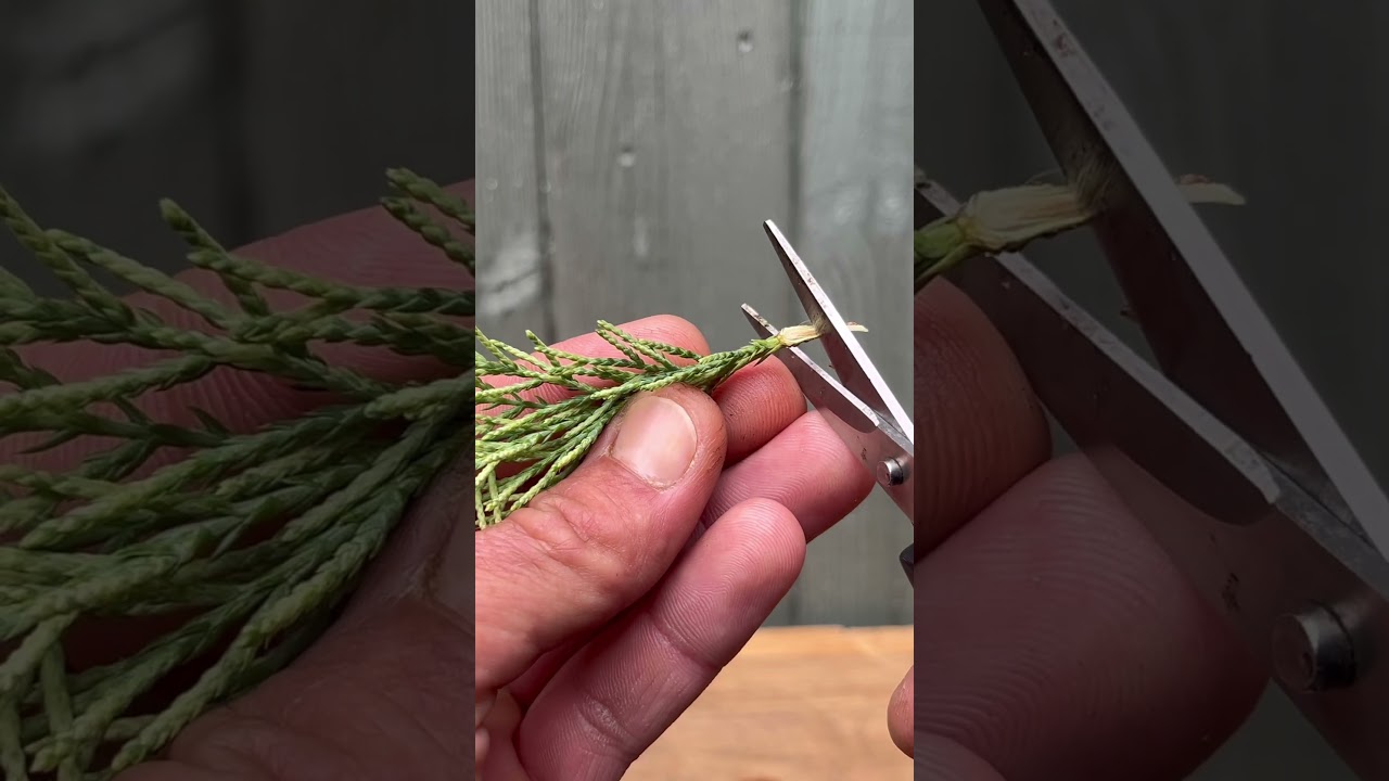 How To Make Juniper Cuttings Easy #garden #free #plants #propagation #gardening #gardeningtips