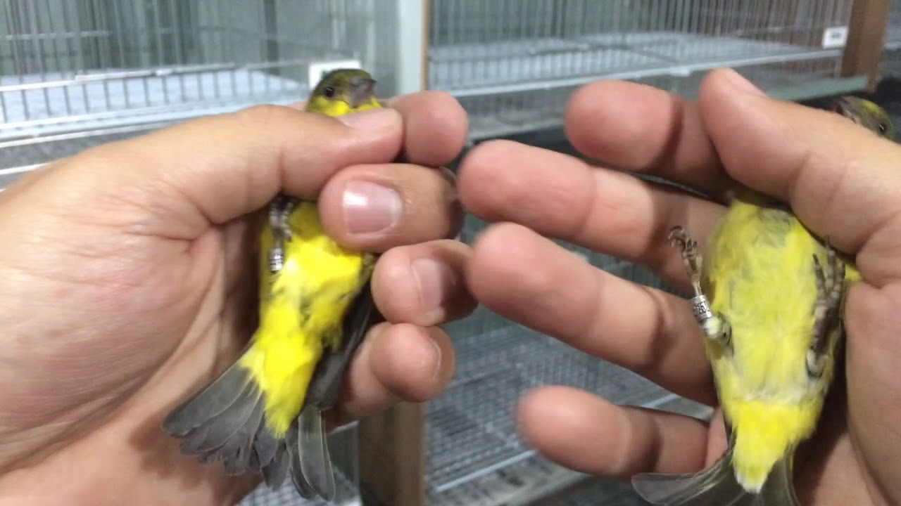 Diferenças básicas de fêmeas de pintassilgos baianinho e pinheirinho