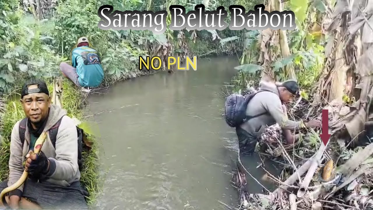 Untung gak ada PLN berjalan, bisa strike belut babon kuning