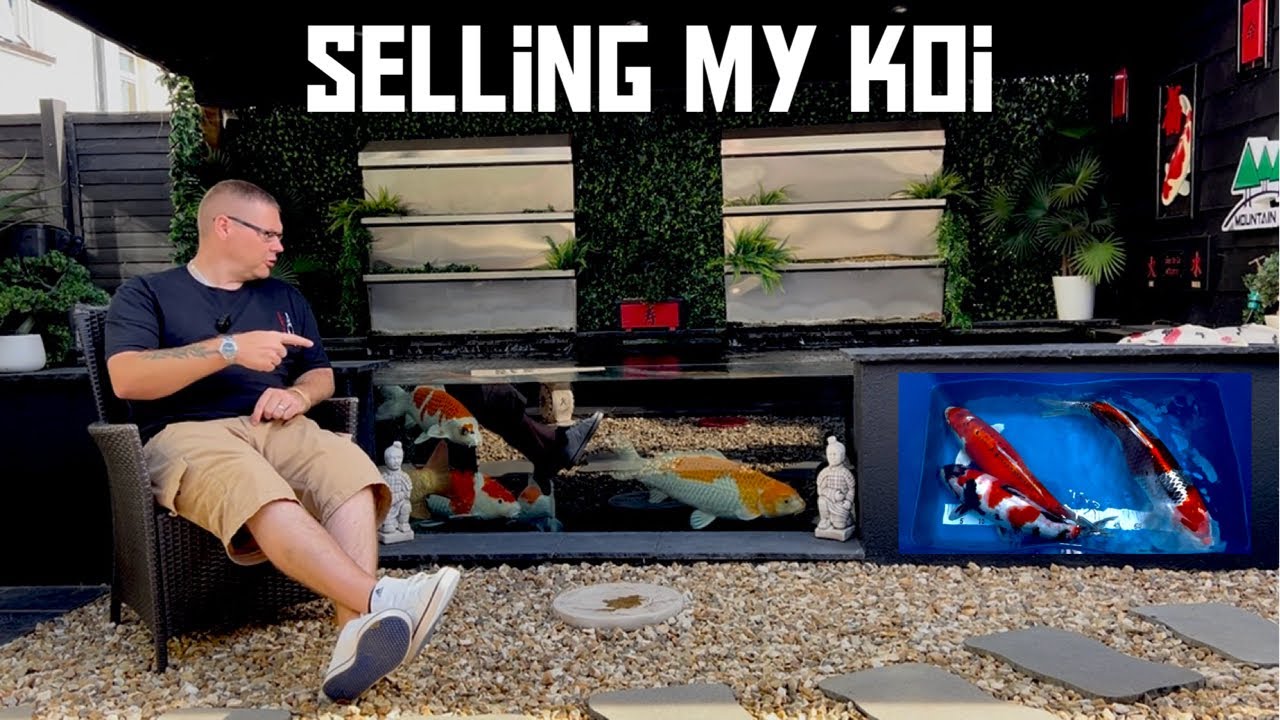 SELLING MY KOI THIS WAS NOT EASY BUT I HAVE TO DO THIS !!!!!!