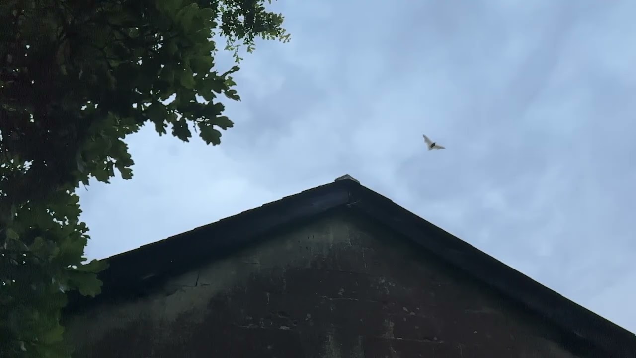 Soprano pipistrelle emergence (slow-motion)