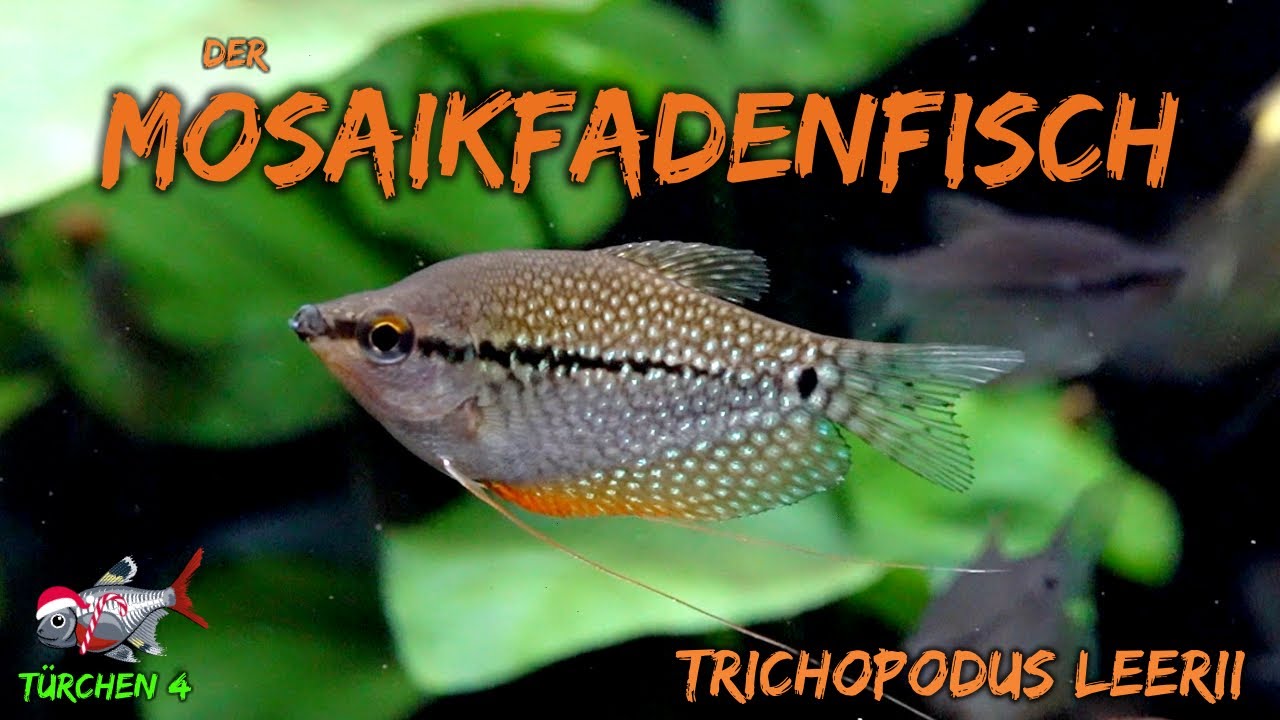 Der Mosaikfadenfisch - Trichopodus leerii | ADVENTdicted! Adventskalender | Türchen 4