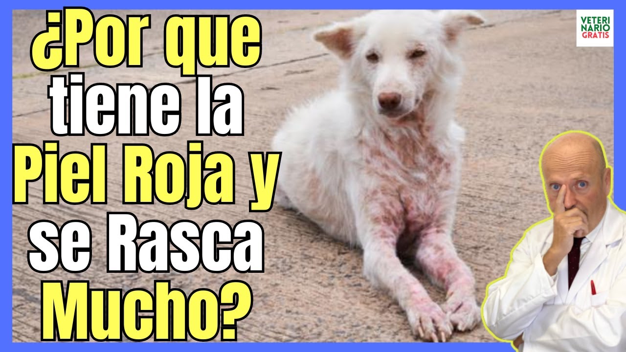 🔴 ¿PORQUE MI PERRO TIENE LA PIEL ROJA Y SE RASCA MUCHO? 🆘 TRATAMIENTO DE LA DERMATITIS EN PERROS 🆘