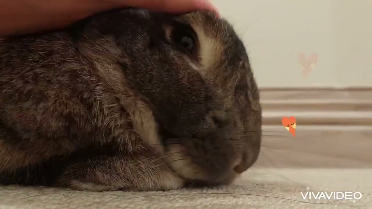 Bunny nose