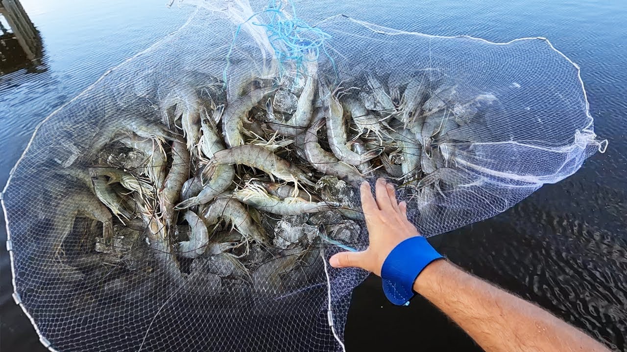 Catching SHRIMP with a CAST NET from a PUBLIC PIER (Catch and Cook)