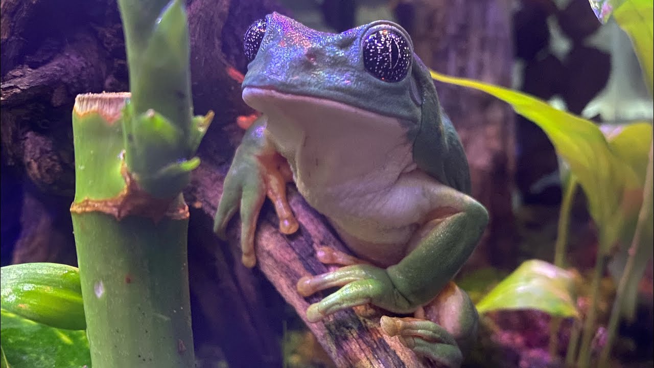 Aquí habita UNA RANA INTERESANTE / Experiencia al hacer el terrario.