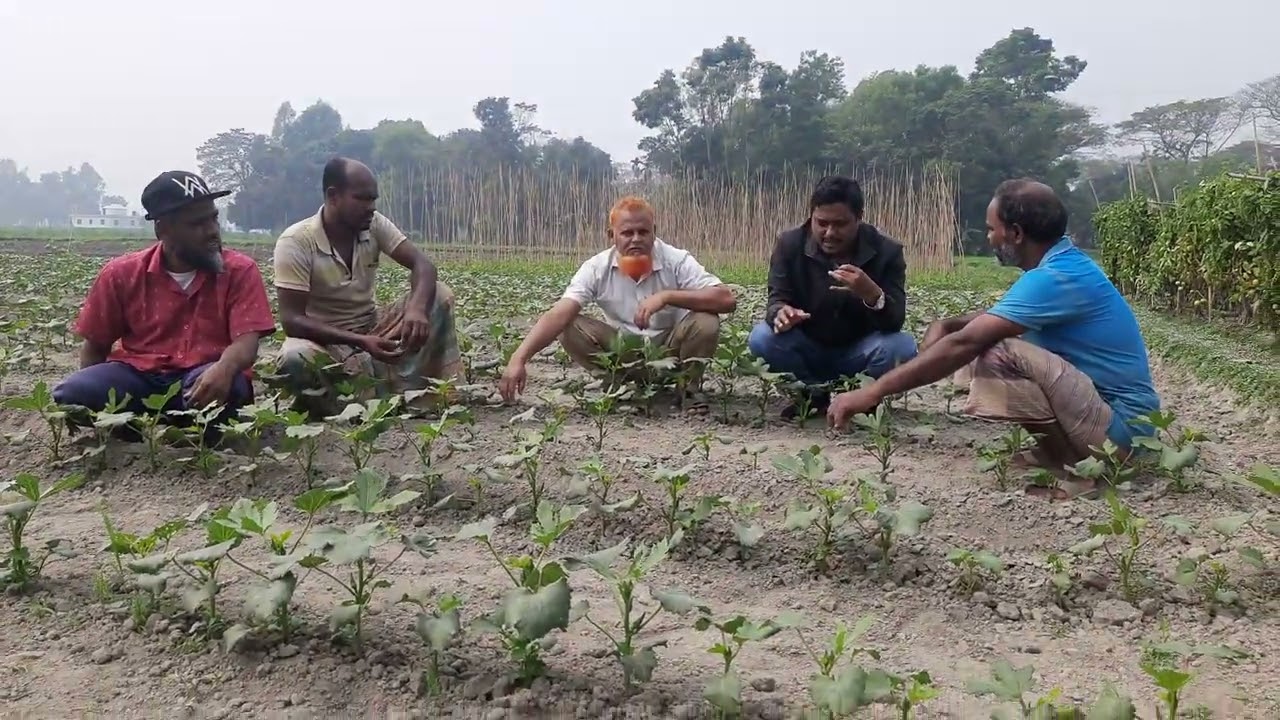 ব্র্যাক সিডের হাইব্রিড ঢেঁড়স সুফি চাষে কৃষকের গল্প।