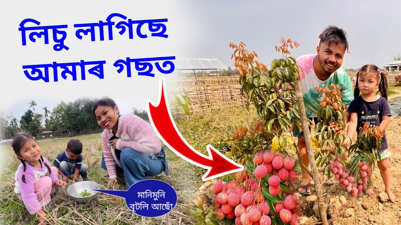 লিচু লাগিছে আমাৰ ঘৰত ডাঙৰ ডাঙৰ 😋