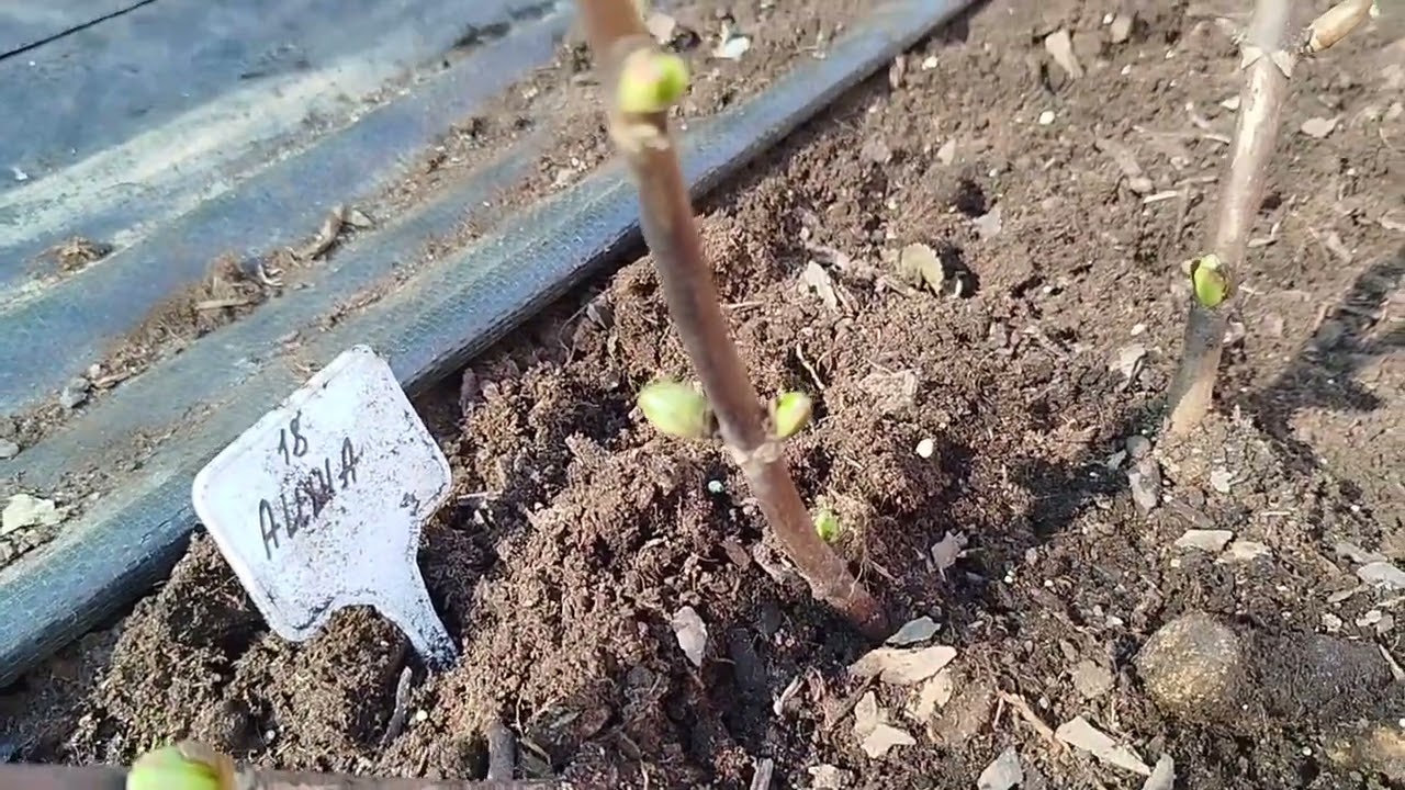 Широколиста гортензія після зими знімаю укриття