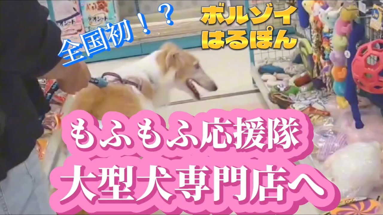【ペットショップ】大型犬専門店　もふもふ応援隊　名古屋総本店に行ってきた。