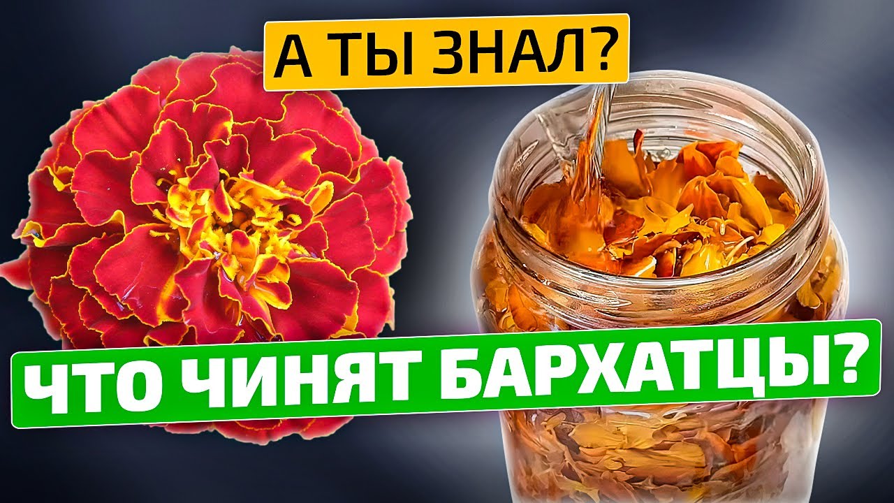Вы АХНЕТЕ от того, что творят БАРХАТЦЫ!