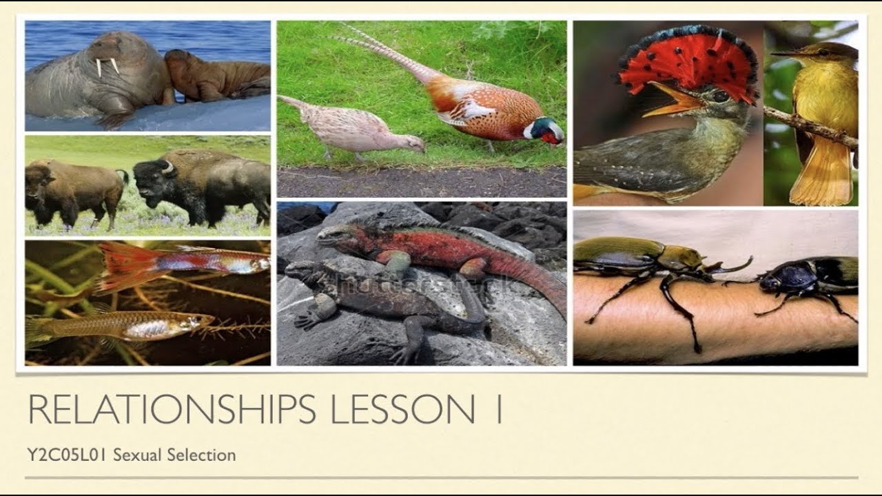 A-Level Psychology (AQA): Relationships - Sexual Selection