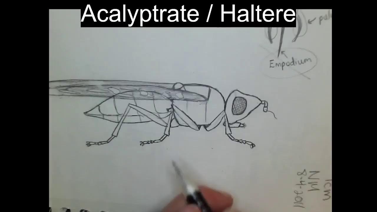 Insect Illustrations Under a Microscope: Scarab Pursuing Fly (Family: Pyrgotidae)
