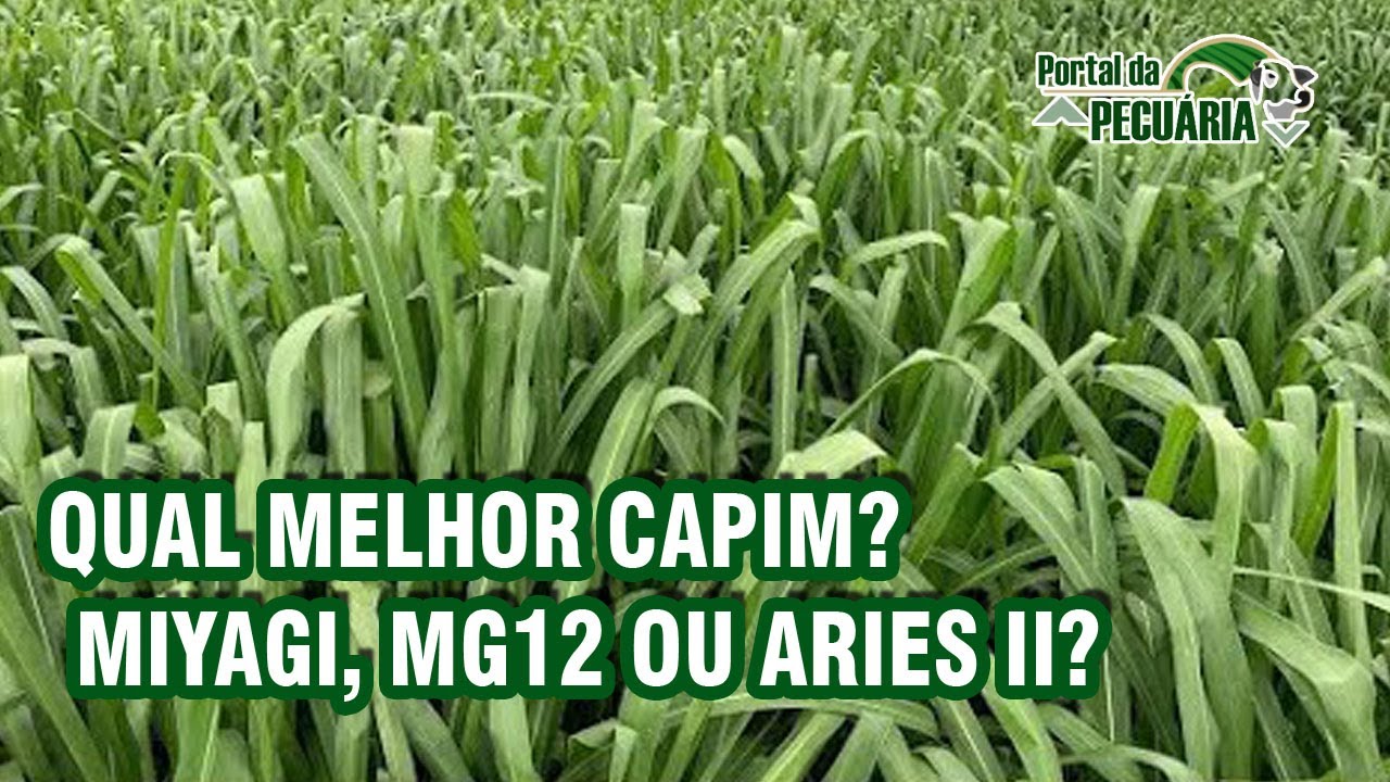 Qual melhor capim? Miyagi, MG12 ou Aries II?