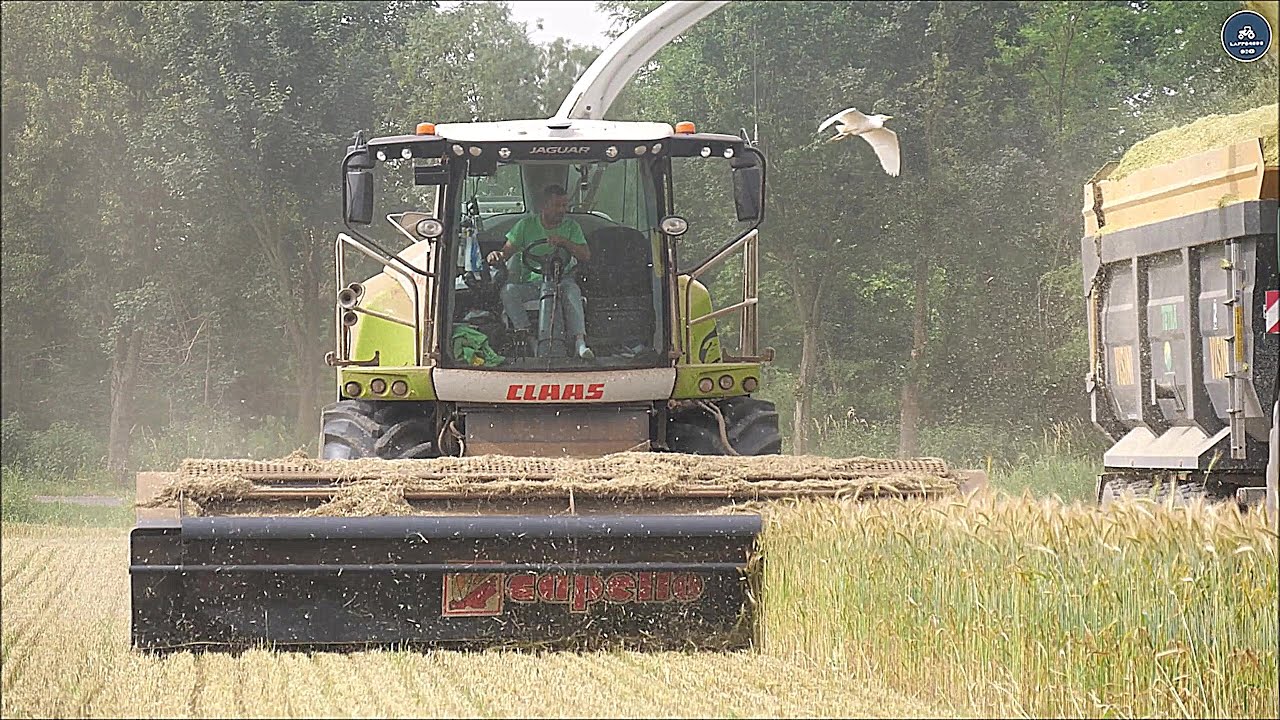 Claas Jaguar 980 (502) Special & 3 JD 6R - Agri Alex - Trinciatura triticale 2024