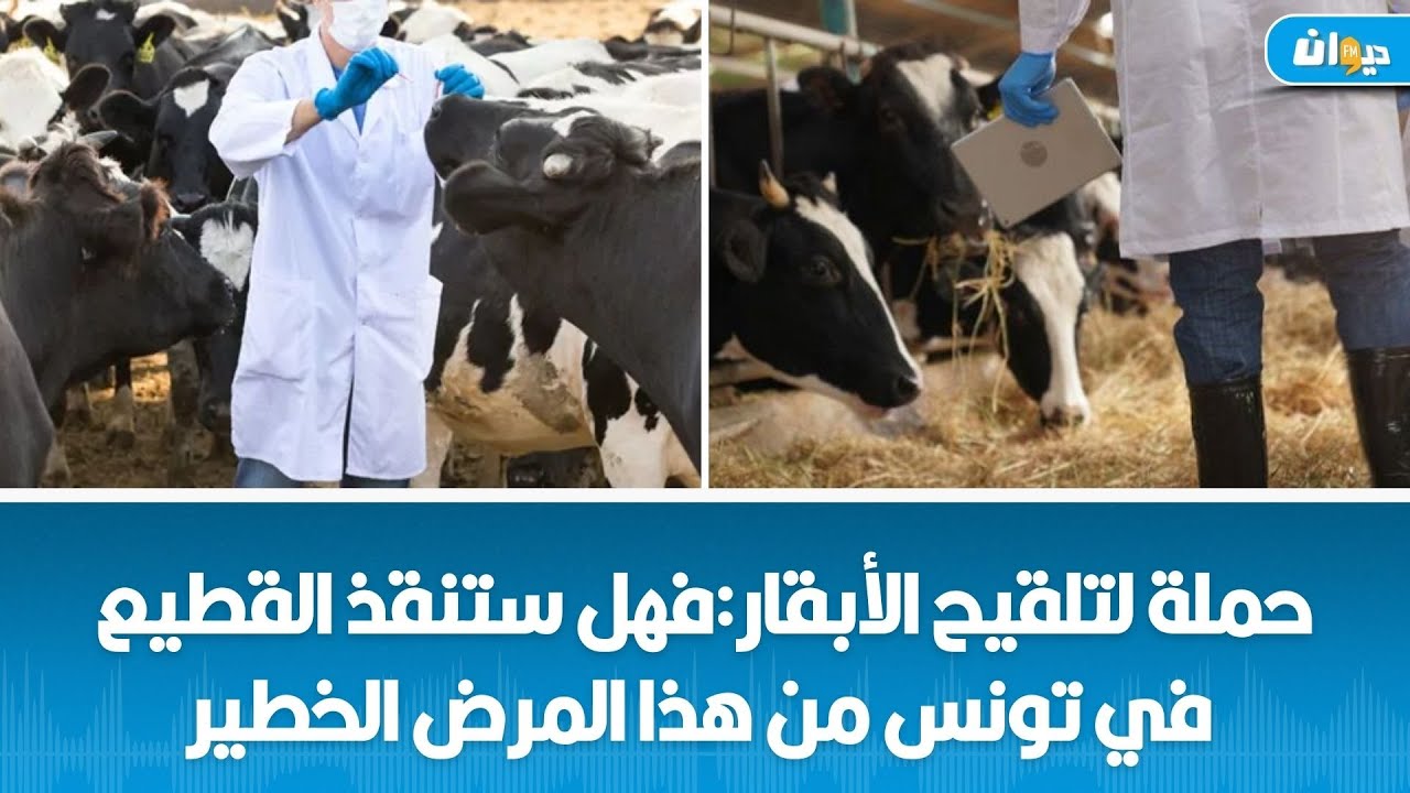 مرض الجلد العقدي يهدّد قطيع الأبقار في تونس والبياطرة الخواص يتطوّعون للإنقاذ