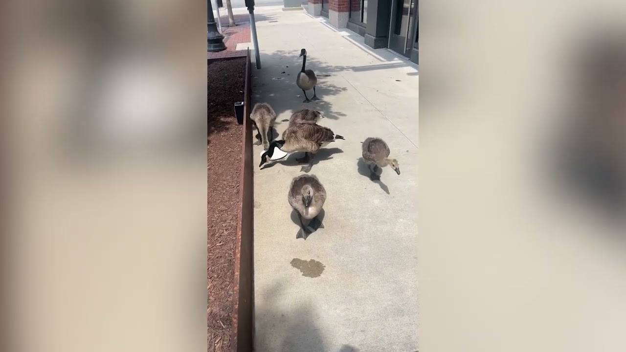 Watch this heartwarming moment when a Kindhearted-Passerby Gets Water for Geese Standing in 100 Degr