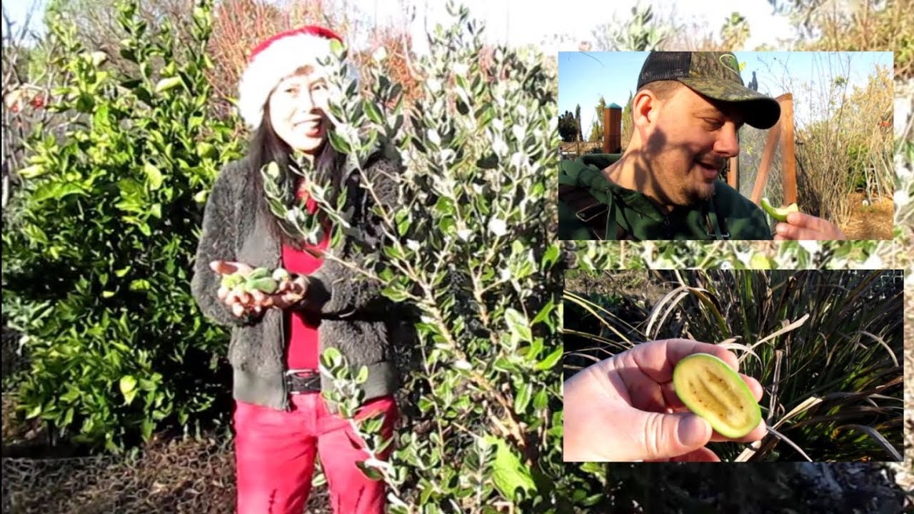 Filipina Wife Helps American Husband Harvest Pineapple Guava From The Backyard Food Forest
