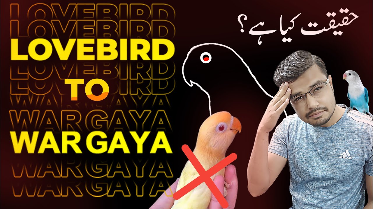love bird to war Gaya | lovebirds price down hogai | lovebird price in pakistan 2024